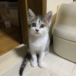 素敵な家族がみつかりました♪てまりちゃん