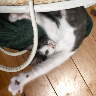 おっとり優しい斜め前髪の男の子　キタロー