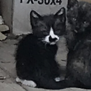黒白チョビひげ　子猫