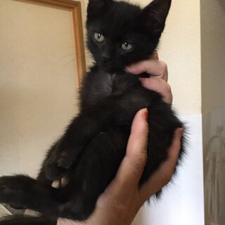 黒猫男の子　里親さん決定