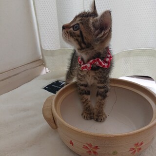 愛くるしいキジトラ女の子