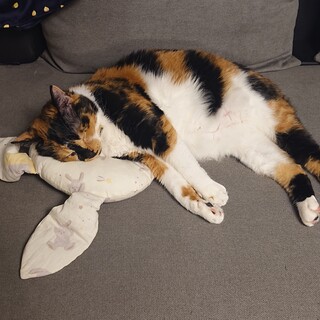 よく食べる元気な三毛猫の女の子