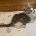 保護猫の家族を探しています。