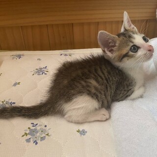 保護猫の家族を探しています。