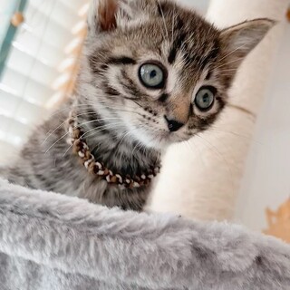 アムロ、里親さま決定！ありがとうございました♥️