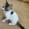 生後約2か月　縞三毛の元気な女の子 サムネイル4