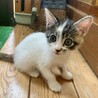 生後約2か月　縞三毛の元気な女の子 サムネイル5