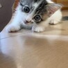 生後約2か月　縞三毛の元気な女の子 サムネイル2