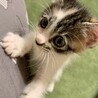 生後約2か月　縞三毛の元気な女の子 サムネイル3