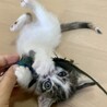 生後約2か月　縞三毛の元気な女の子 サムネイル7