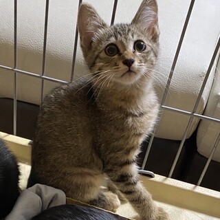 カギ尻尾のキジ猫君