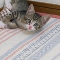 おもちゃと戦う不思議ちゃん？きょう君