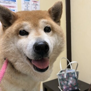 ６歳　♀　柴犬のはなちゃん