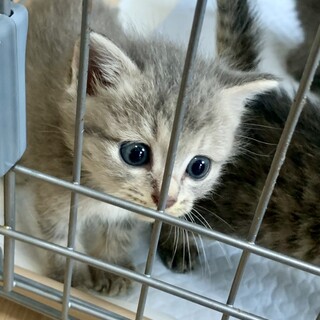 1.5ヶ月子猫、里親募集