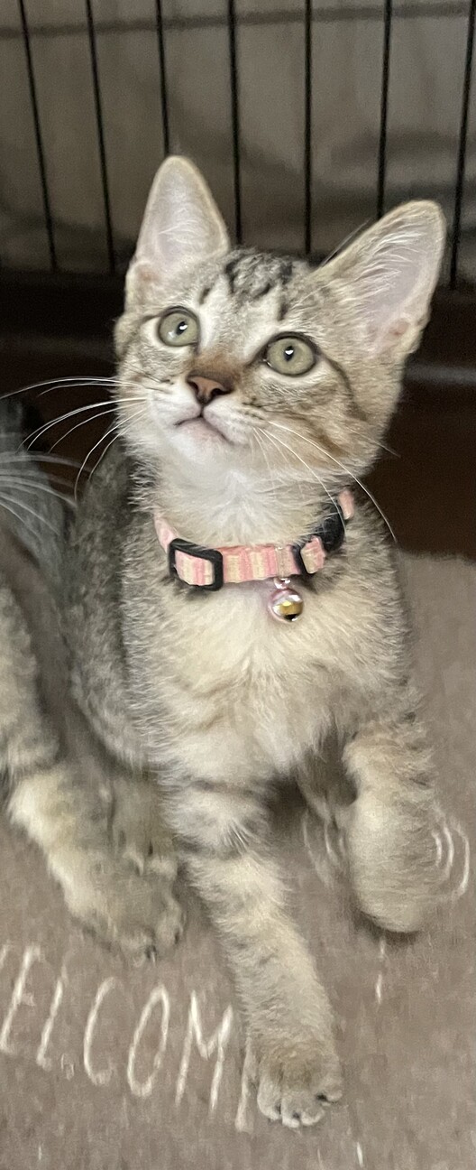 仮名　ゆめ♀ サムネイル2