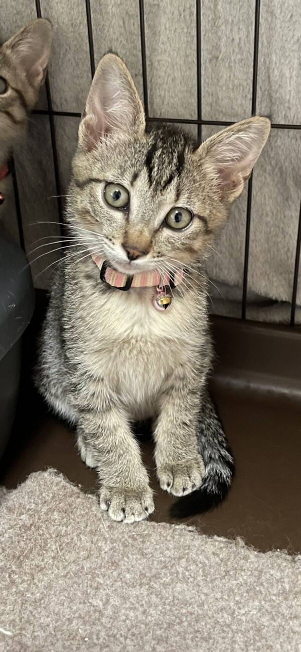 仮名　ゆめ♀ サムネイル3