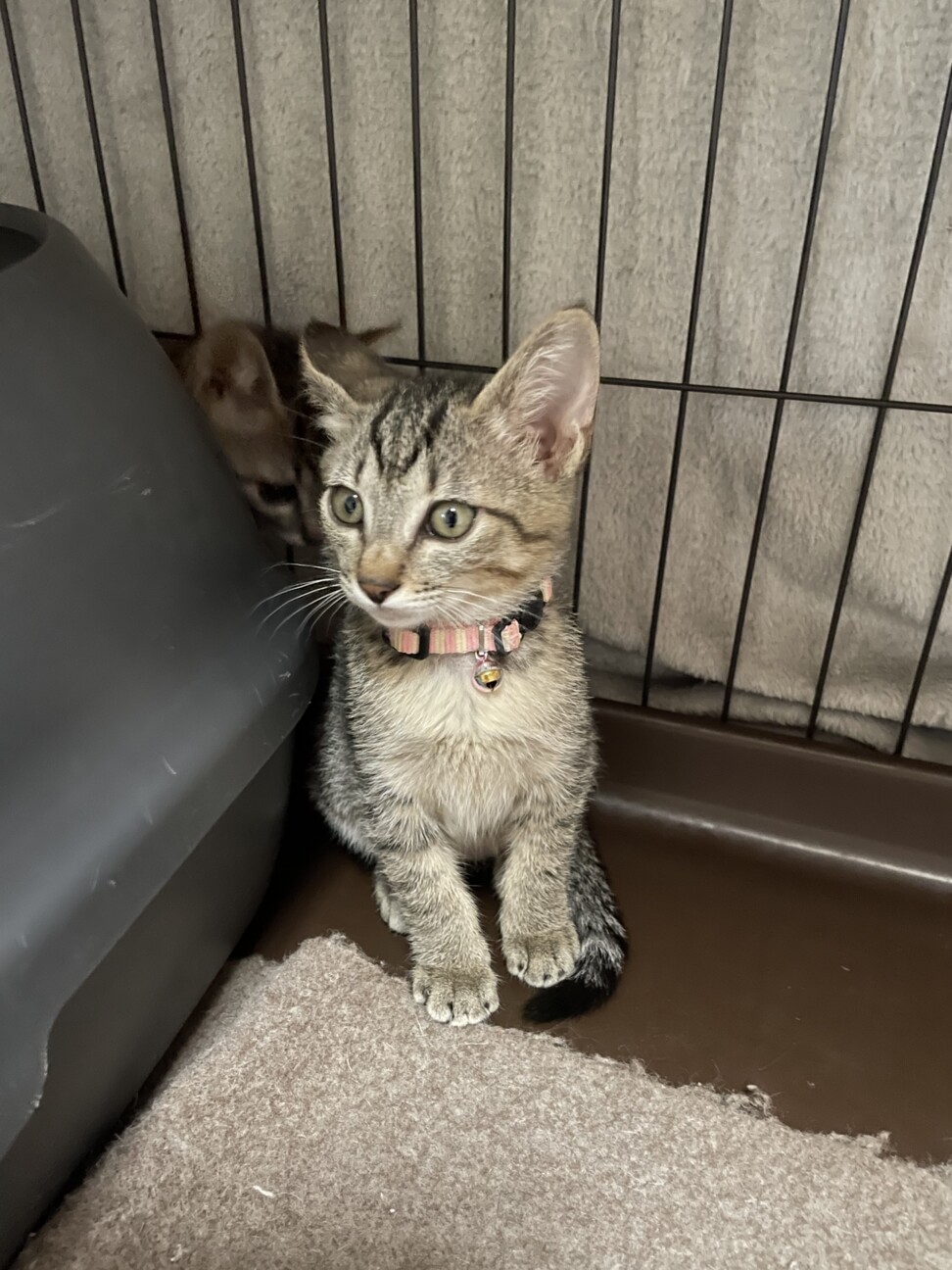 仮名　ゆめ♀ サムネイル4