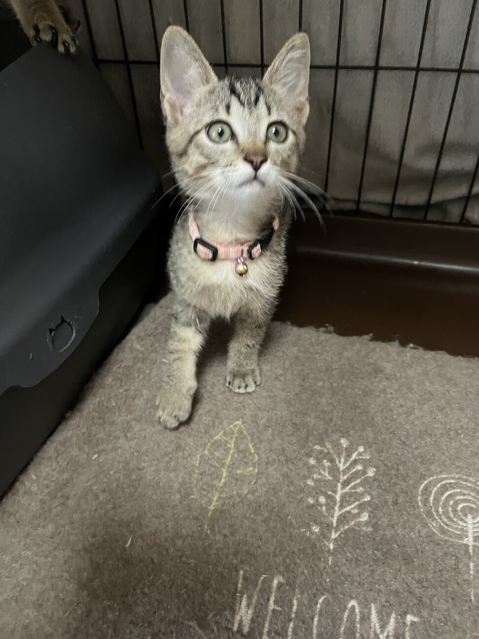 仮名　ゆめ♀ サムネイル5