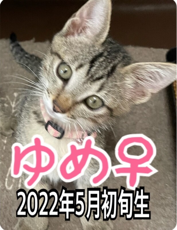 仮名　ゆめ♀ サムネイル6