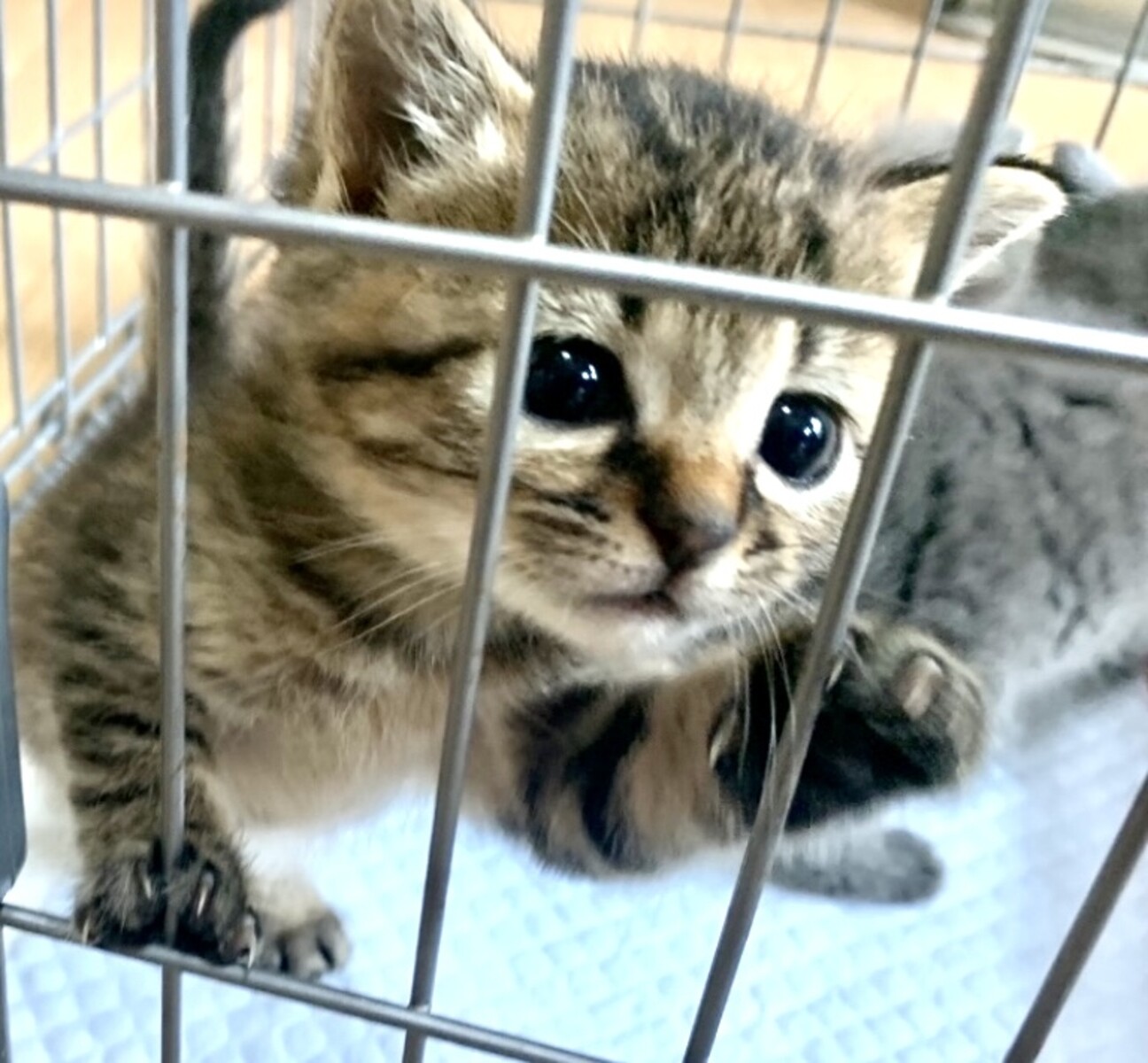 じゃれねこ『1月☆17 いちご♡A』 蕪のせ猫 2023 231228 - YouTube