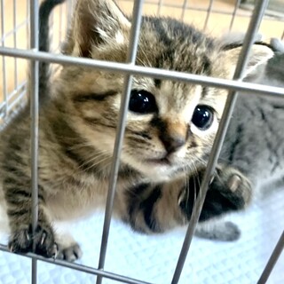 1.5ヶ月子猫、里親募集