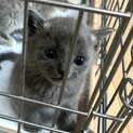 1.5ヶ月子猫、里親募集