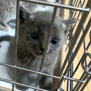 1.5ヶ月子猫、里親募集