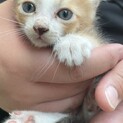 三毛猫の女の子　急募