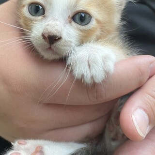 三毛猫の女の子　急募