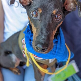 かまってちゃんなミニピンMix♂みさき君