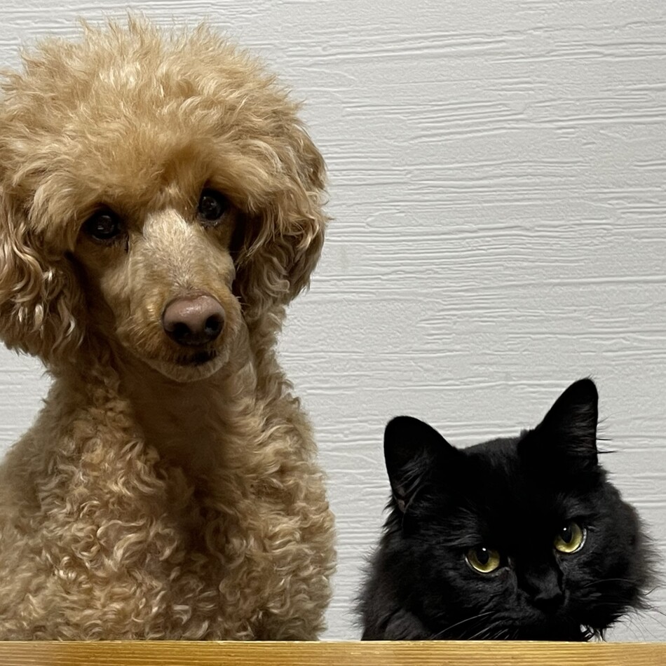 おこげのカバー写真