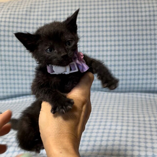 可愛い黒子猫ダイアナちゃん♡3ヶ月