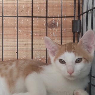 ちょっと人見知り　超イケメンのろくろうくん　5か月