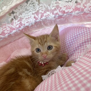 生後2か月のラブリーにゃんこ