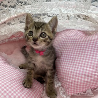 愛らしい、人なれ抜群男の子　あと2匹