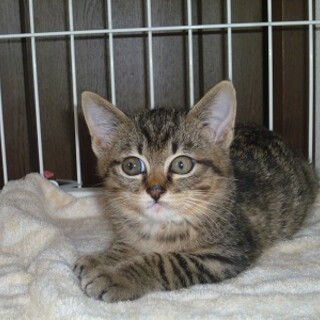 めちゃくちゃ可愛いとても性格の良い子猫！