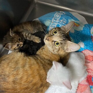 麦わら色の可愛いママ