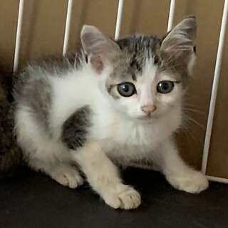 1.5ヶ月子猫、里親募集