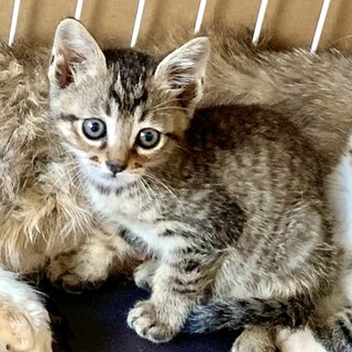 1.5ヶ月、子猫里親募集