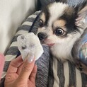 とてつもなく可愛いチワワの豆大福くん