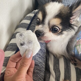 とてつもなく可愛いチワワの豆大福くん