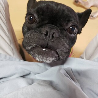 フレブル   女の子　つくしちゃん