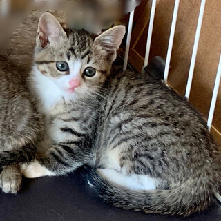 1.5ヶ月、子猫里親募集