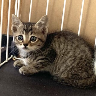 1.5ヶ月、子猫里親募集