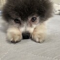 クリクリお目目のちっちゃめポメラニアン『どら焼き』