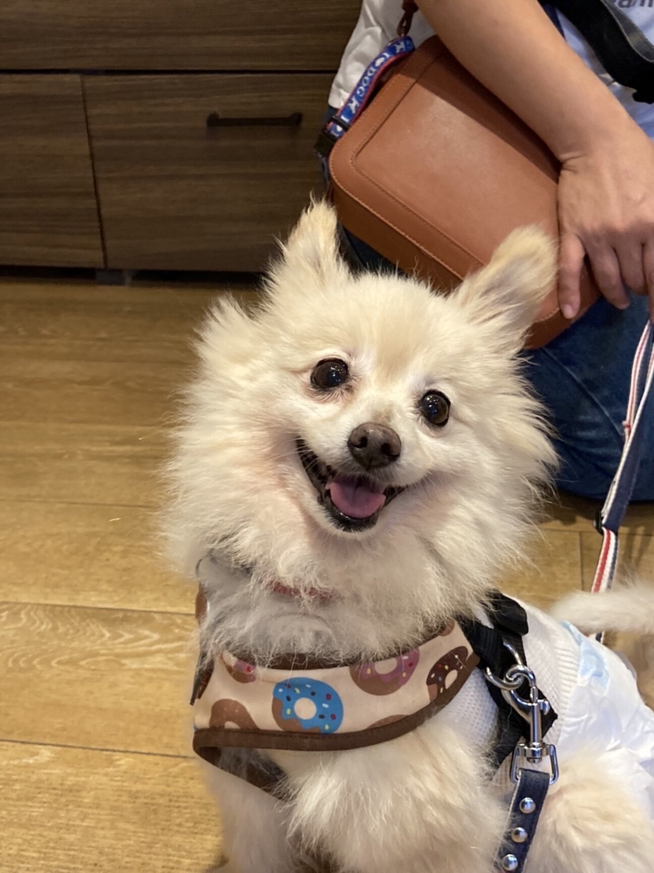 美しく白いポメラニアン 大阪府 犬の里親募集 43 ペットのおうち 月間利用者150万人