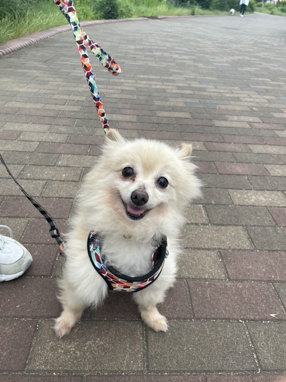 美しく白いポメラニアン 大阪府 犬の里親募集 43 ペットのおうち 月間利用者150万人