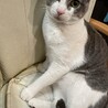 ねこ好きりょう