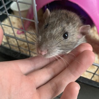 ファンシーラット♂2匹