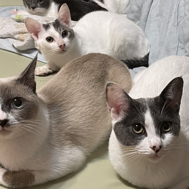ねこ好きりょうのカバー写真